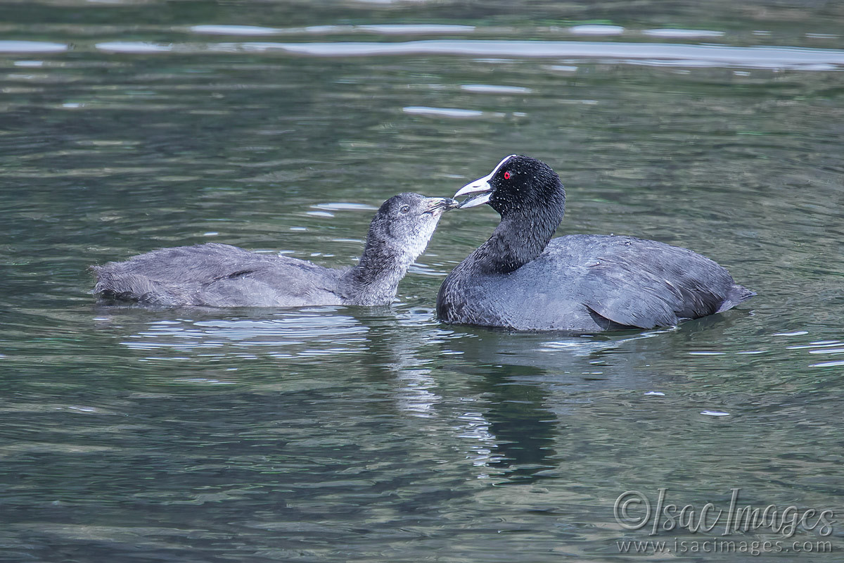 Click image for larger version

Name:	2322-Coots_Feeding.jpg
Views:	63
Size:	291.7 KB
ID:	504012