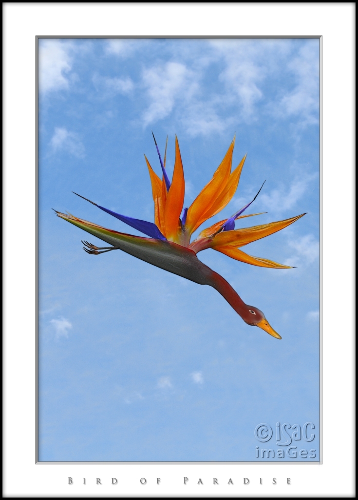 Click image for larger version

Name:	Bird of Paradise REAL_735x1024.jpg
Views:	77
Size:	320.8 KB
ID:	504027