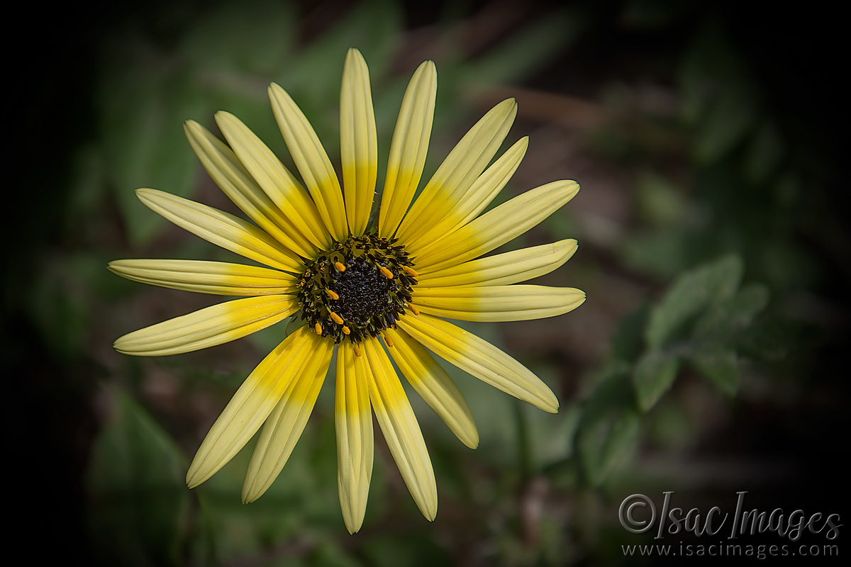 Click image for larger version

Name:	2359-Capeweed_Arctotheca-Calendula.jpg
Views:	45
Size:	264.6 KB
ID:	504071