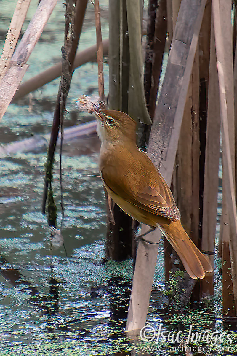 Click image for larger version  Name:	2380-Brown_Honeyeater.jpg Views:	12 Size:	306.6 KB ID:	504156