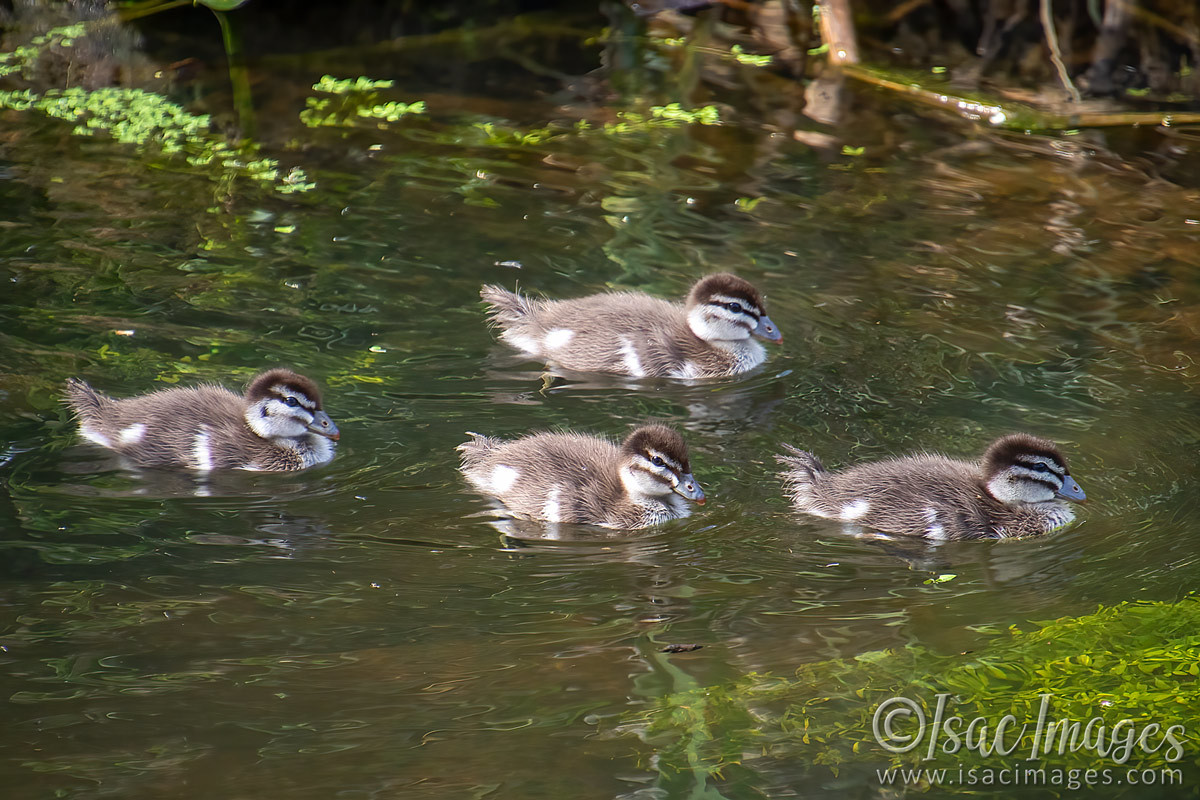 Click image for larger version

Name:	2416-Woodduck_4xBabies.jpg
Views:	39
Size:	299.7 KB
ID:	504159