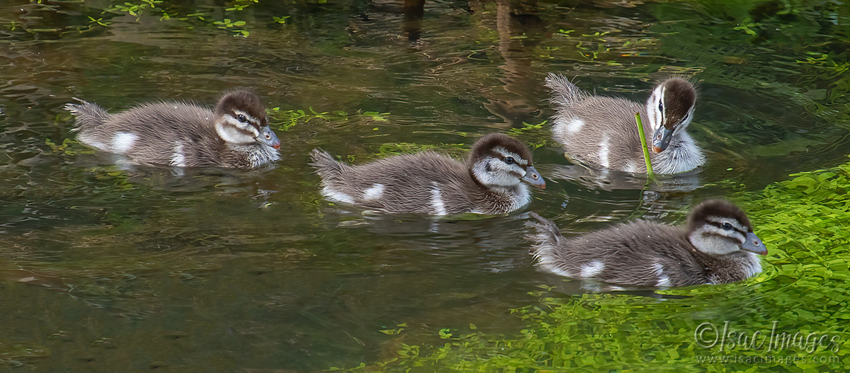 Click image for larger version

Name:	2413-Australian_Wood_Ducks_Babies.jpg
Views:	31
Size:	290.4 KB
ID:	504161