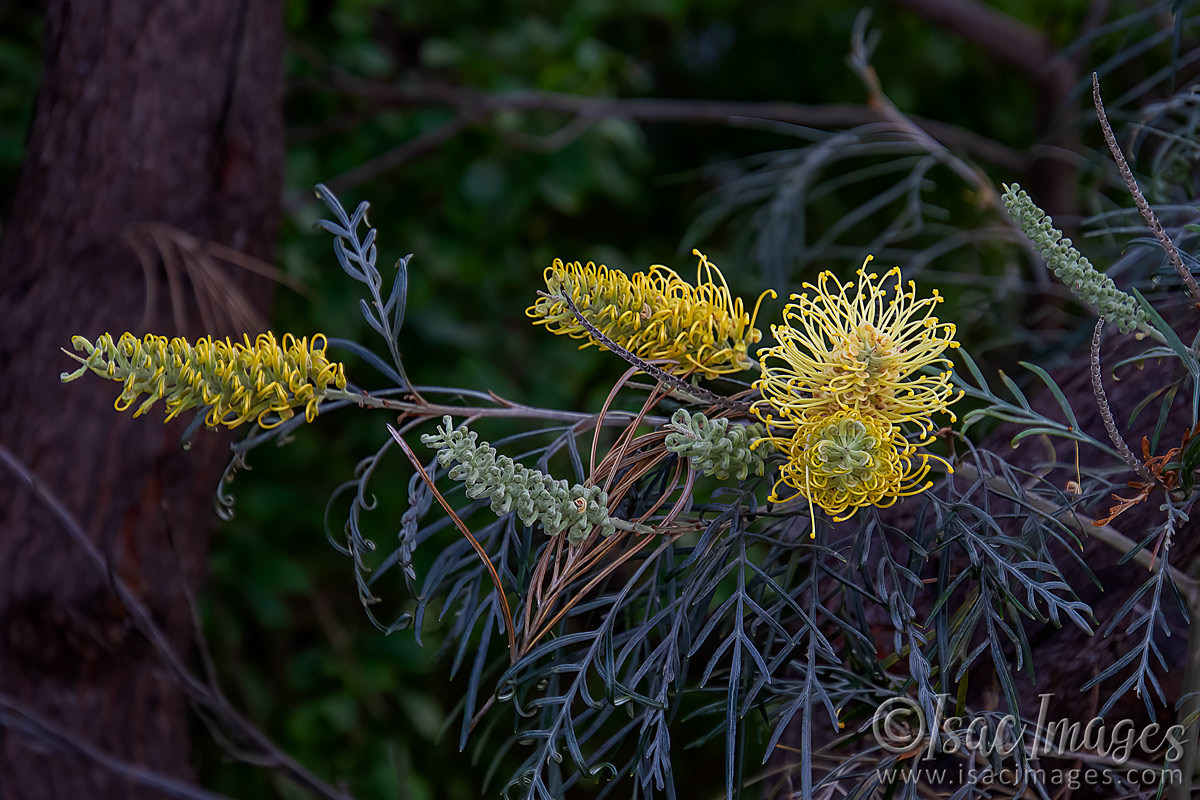 Click image for larger version

Name:	2431-Grevillea.jpg
Views:	55
Size:	287.4 KB
ID:	504163