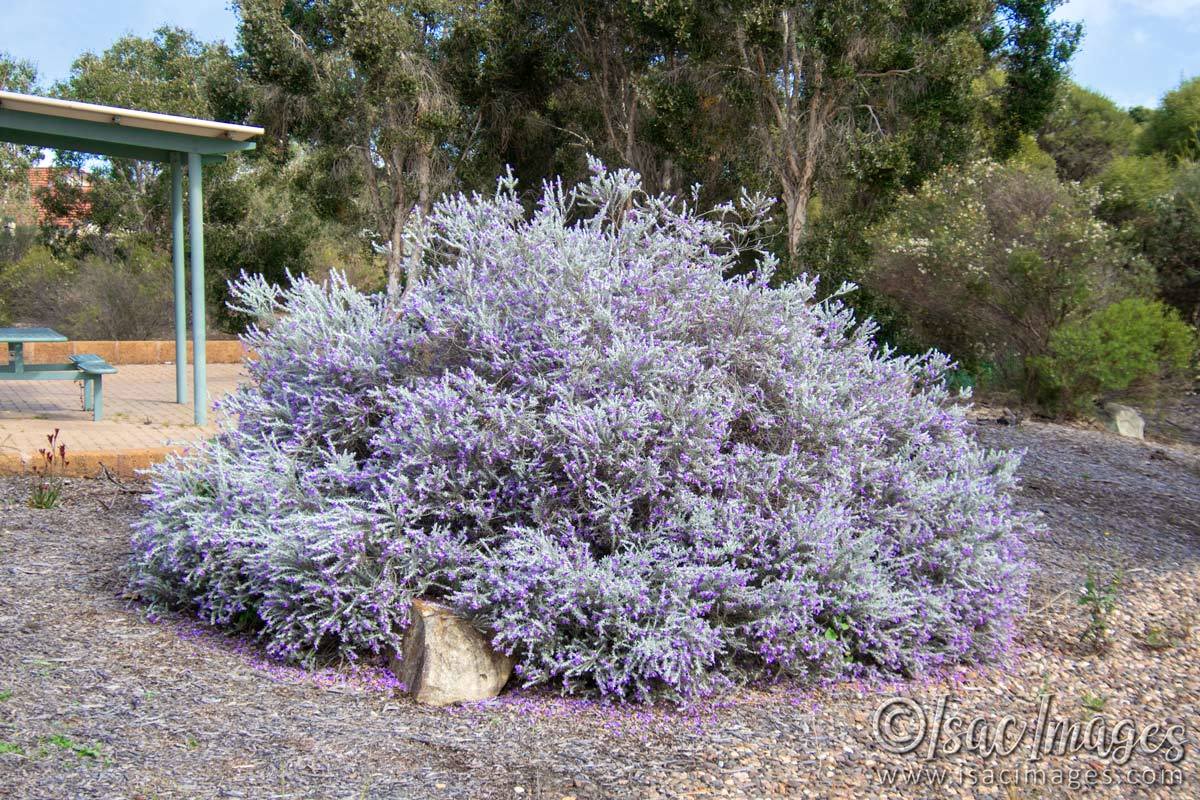 Click image for larger version

Name:	2429-Eremophila-nivea_Silky-Emu-Bush.jpg
Views:	68
Size:	268.8 KB
ID:	504164