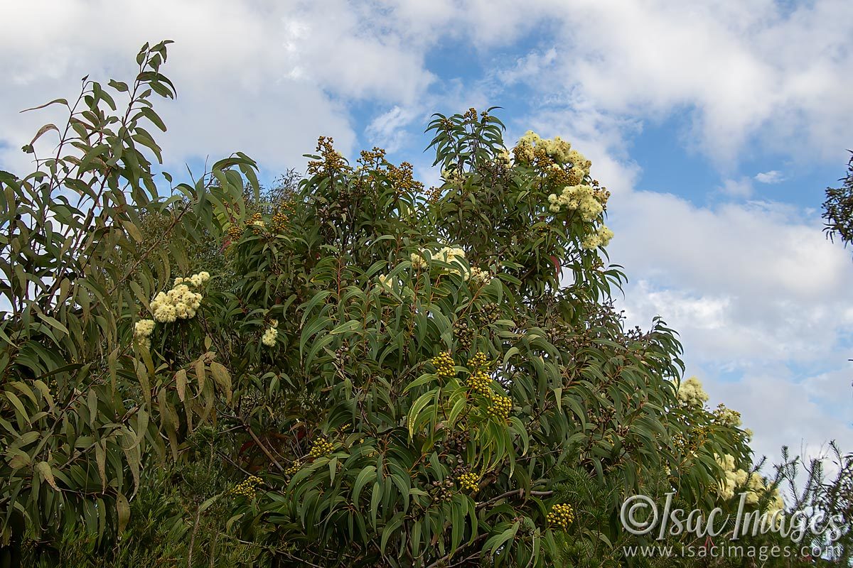 Click image for larger version

Name:	2385-Flowering_Gum.jpg
Views:	55
Size:	273.8 KB
ID:	504165