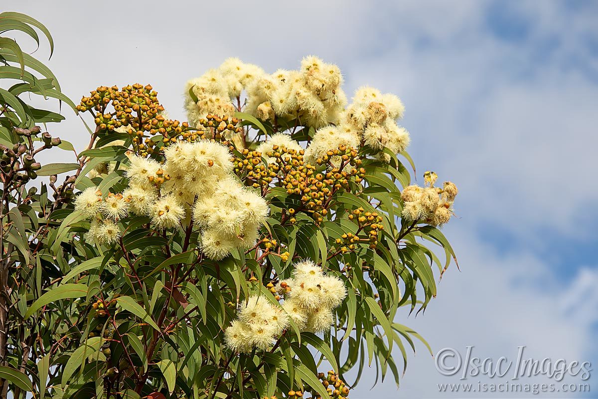 Click image for larger version

Name:	2386-Flowering_Gum.jpg
Views:	54
Size:	248.4 KB
ID:	504166