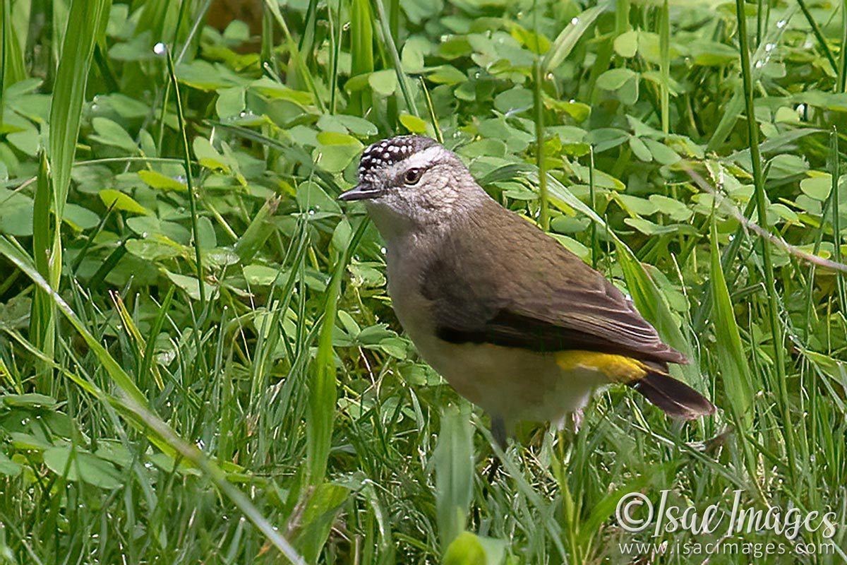 Click image for larger version

Name:	0679-Yellow_Rumped_Thornbill.jpg
Views:	41
Size:	236.1 KB
ID:	504188