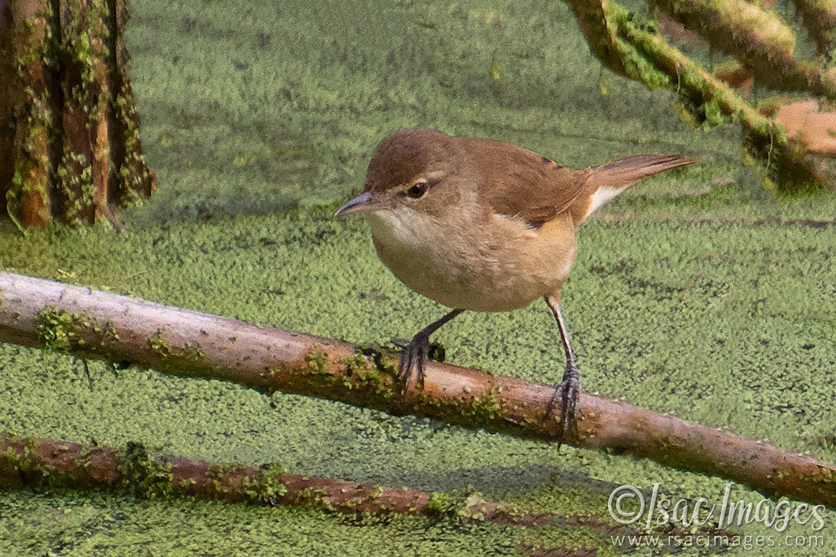 Click image for larger version

Name:	2479-Australian_Reed_Warbler.jpg
Views:	105
Size:	276.8 KB
ID:	504190