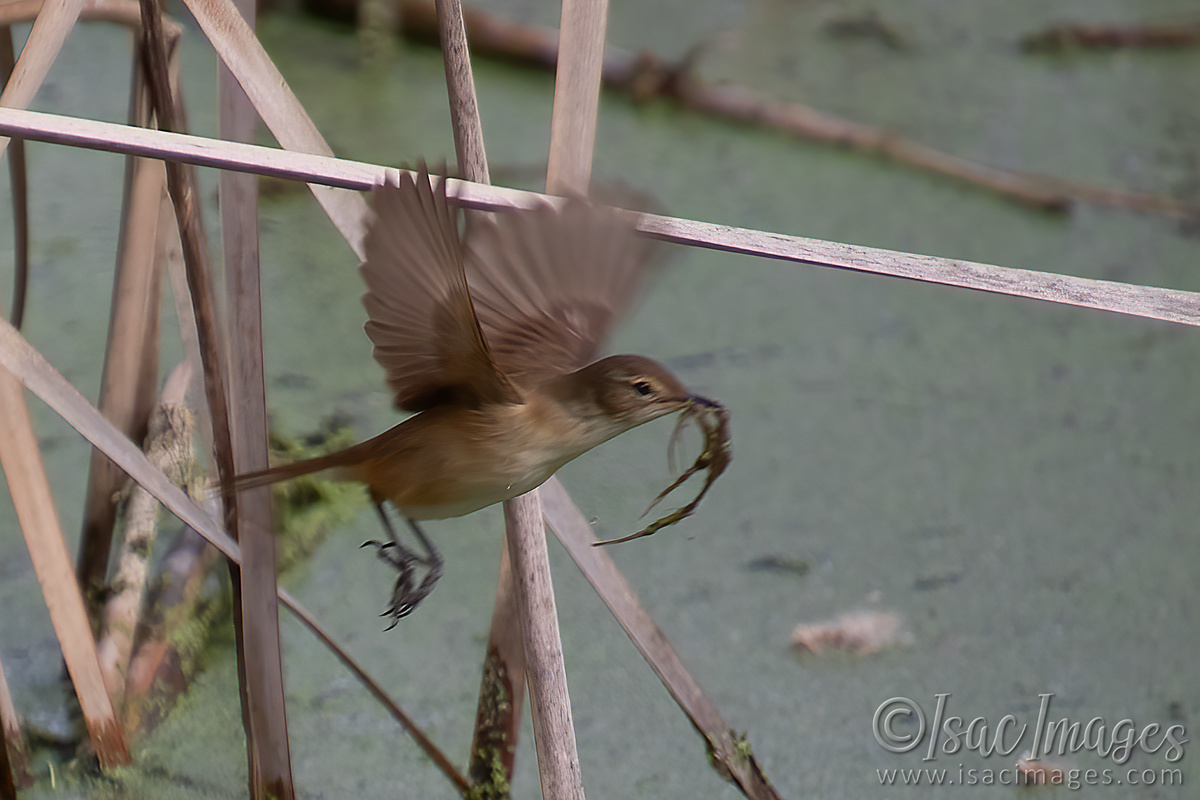 Click image for larger version

Name:	2475-Australian_Reed_Warbler.jpg
Views:	82
Size:	268.3 KB
ID:	504191