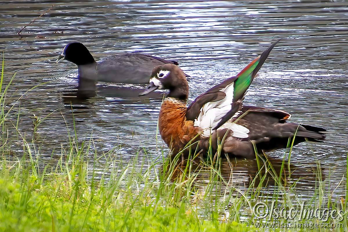 Click image for larger version

Name:	2483-Shelduck.jpg
Views:	80
Size:	267.8 KB
ID:	504199