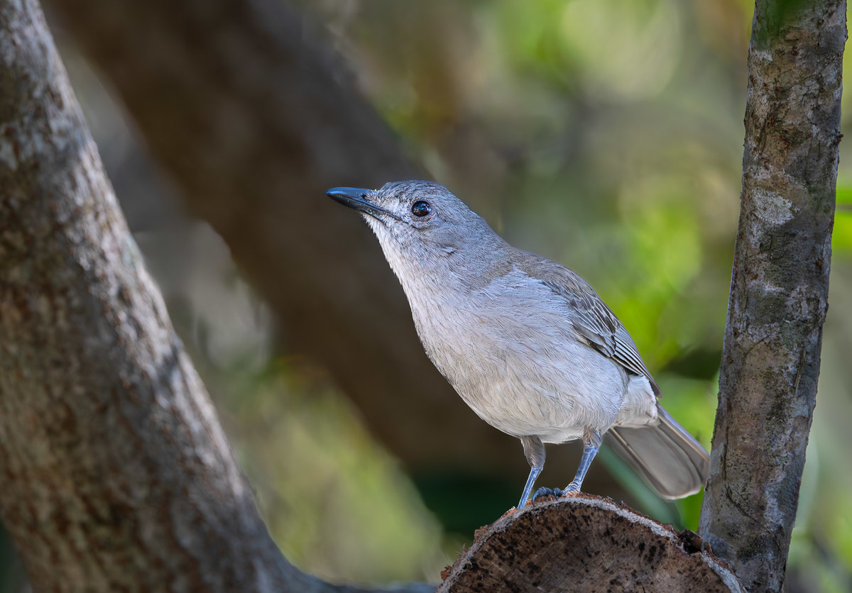 Click image for larger version

Name:	20230915_Eagleby_Wetlands_0010-Enhanced-NR-Edit.jpg
Views:	57
Size:	250.0 KB
ID:	504229