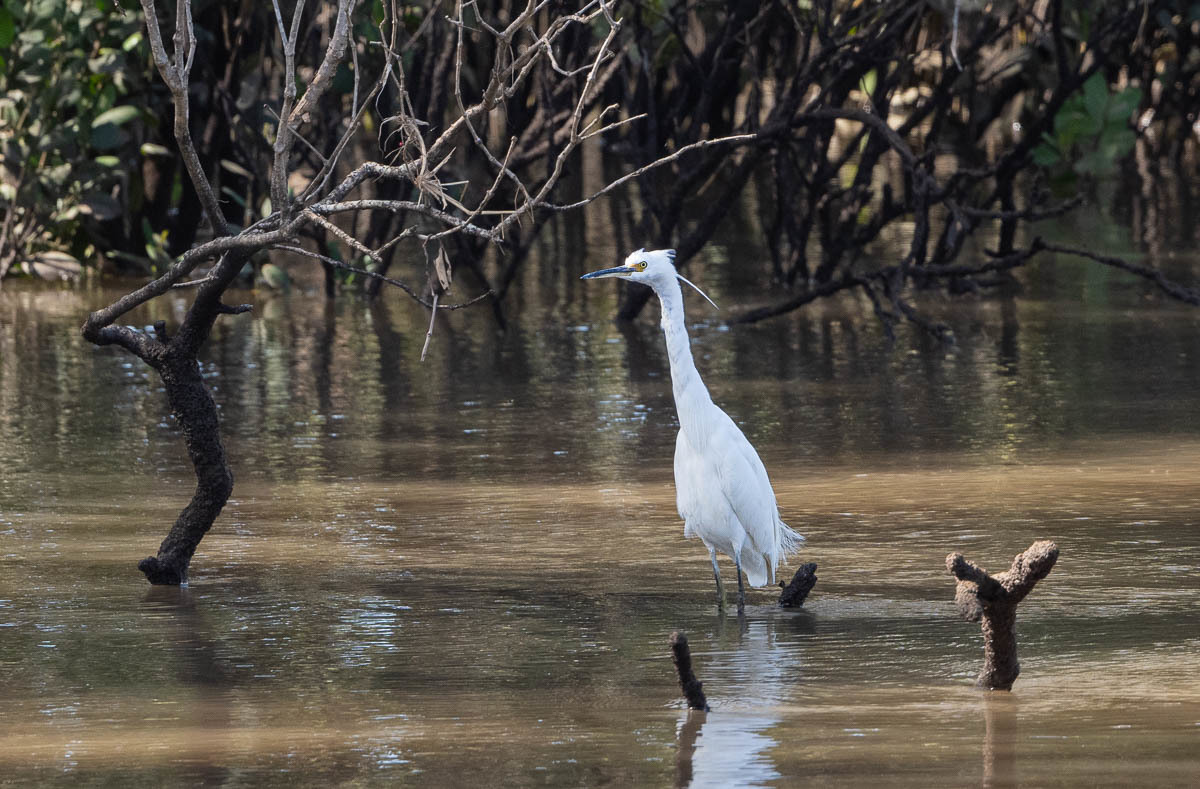 Click image for larger version

Name:	20230915_Eagleby_Wetlands_0039.jpg
Views:	53
Size:	266.6 KB
ID:	504230