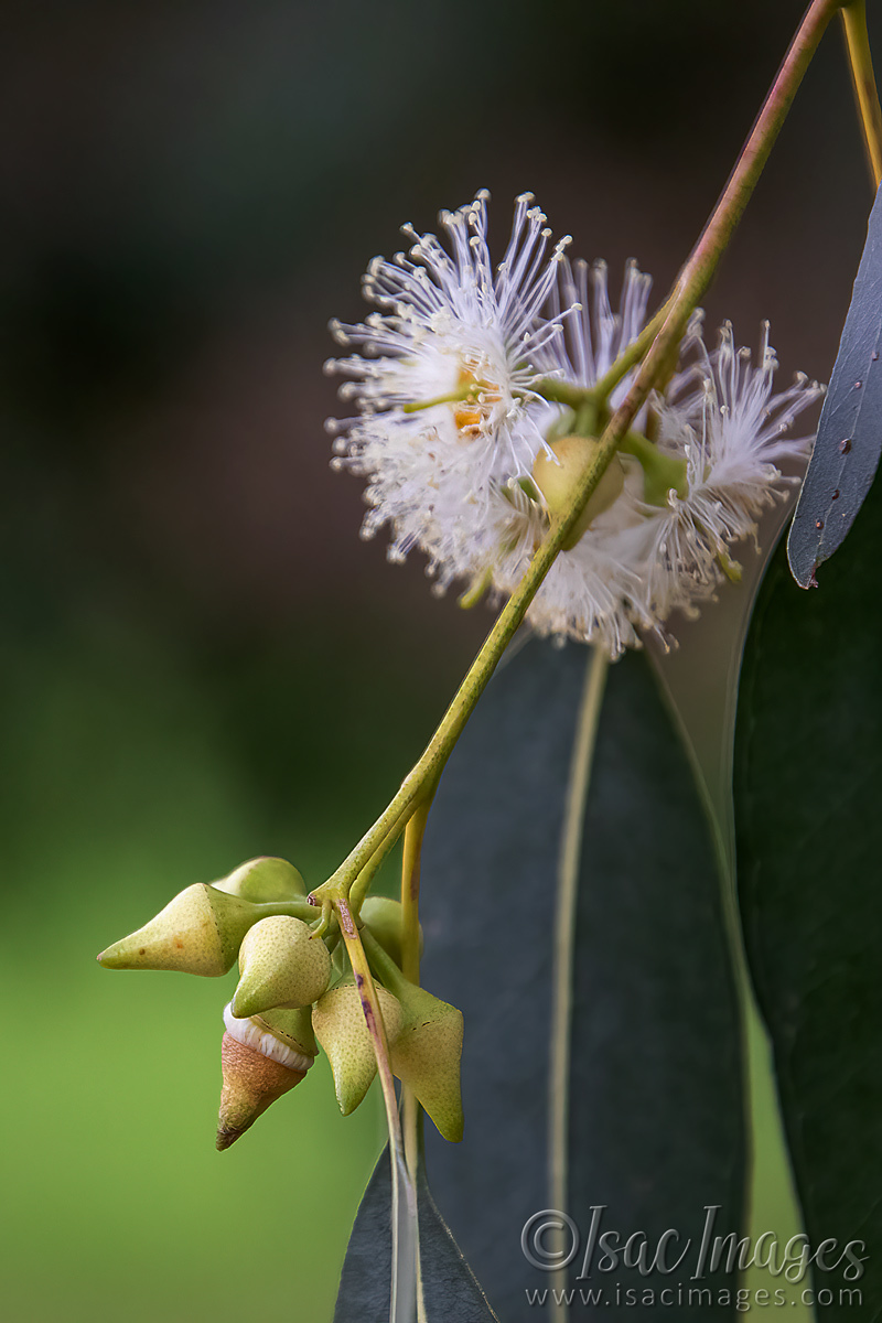 Click image for larger version

Name:	2530-Flowering_Gum_Pods.jpg
Views:	30
Size:	288.8 KB
ID:	504263