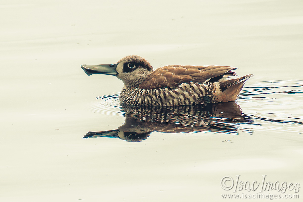 Click image for larger version

Name:	2494-Pink_Eared_Duck.jpg
Views:	47
Size:	273.8 KB
ID:	504265