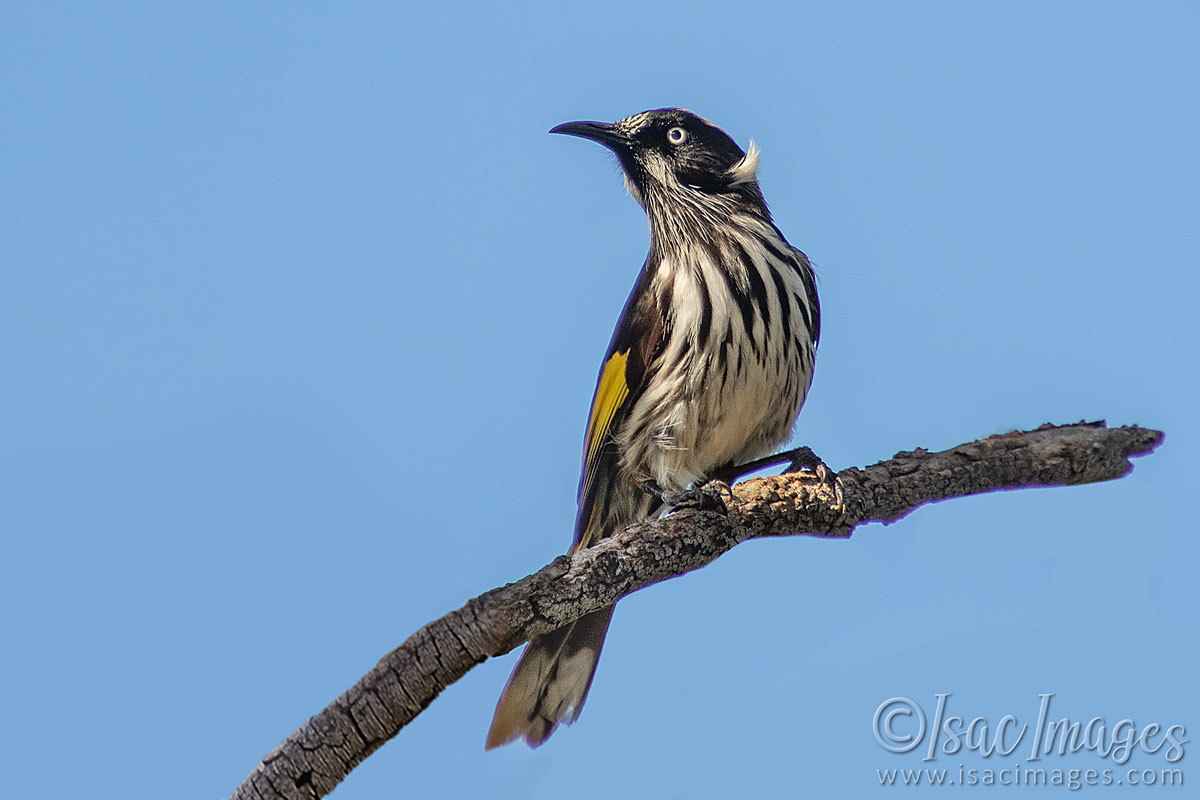 Click image for larger version

Name:	2561-New_Holland_Honeyeater.jpg
Views:	68
Size:	110.3 KB
ID:	504290