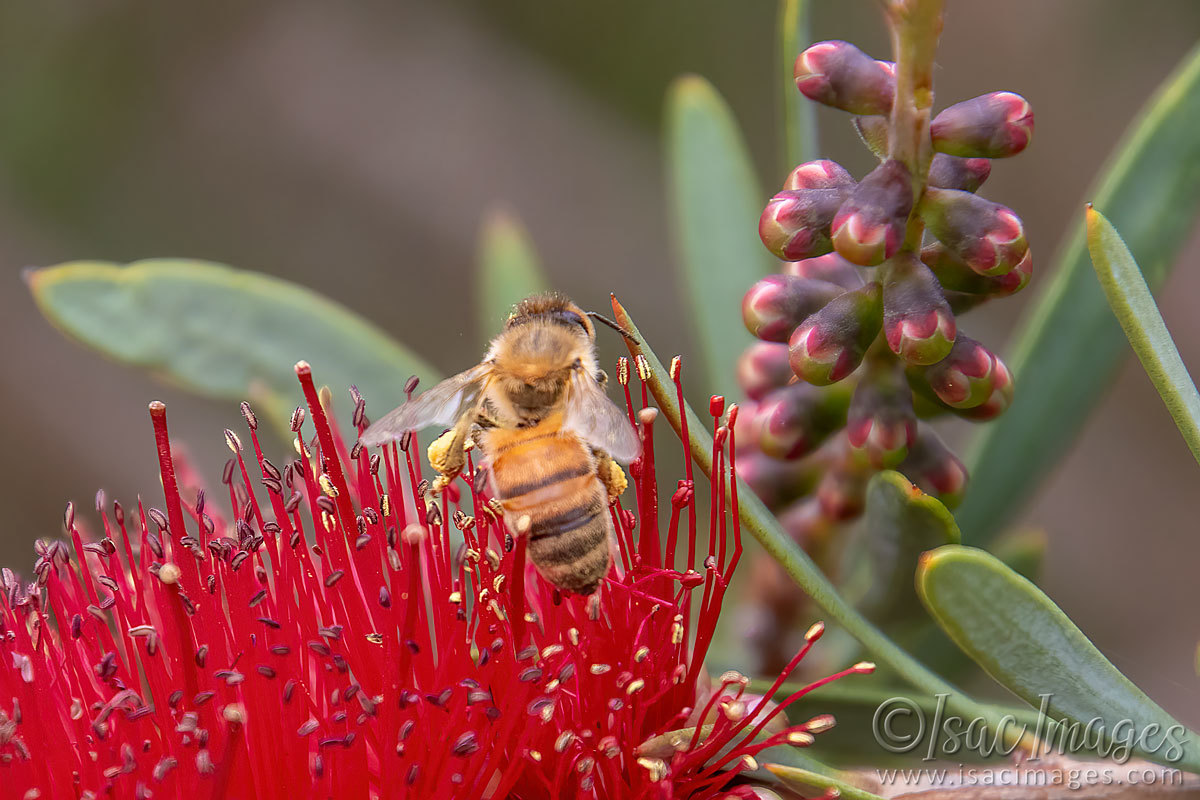 Click image for larger version

Name:	2579-Bee_Callistemon.jpg
Views:	76
Size:	201.6 KB
ID:	504292