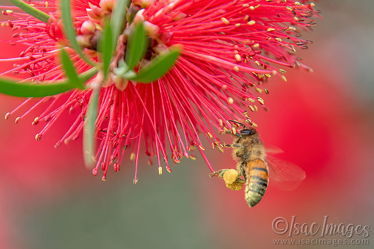 Click image for larger version

Name:	2590-Bee_Callistemon.jpg
Views:	74
Size:	229.0 KB
ID:	504293