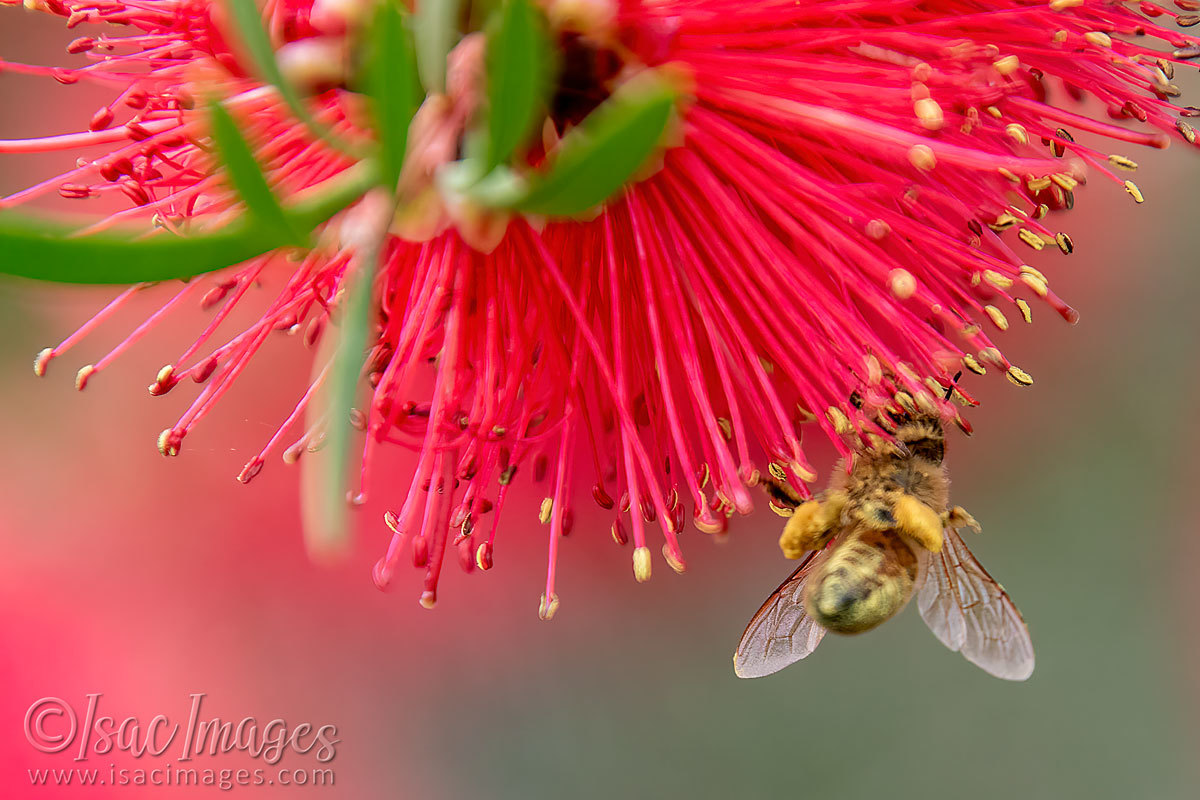 Click image for larger version

Name:	2593-Bee_Callistemon.jpg
Views:	70
Size:	207.6 KB
ID:	504294