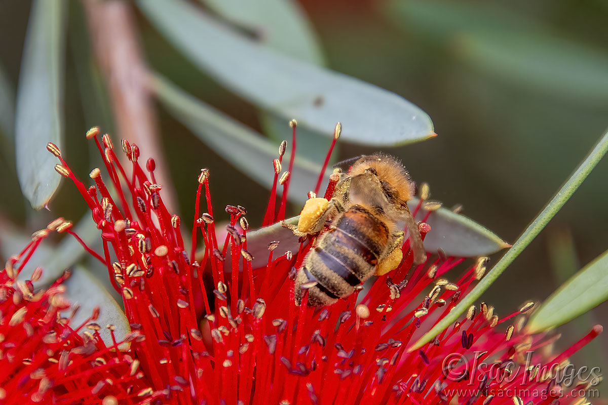 Click image for larger version

Name:	2587-Bee_Callistemon.jpg
Views:	70
Size:	217.7 KB
ID:	504295