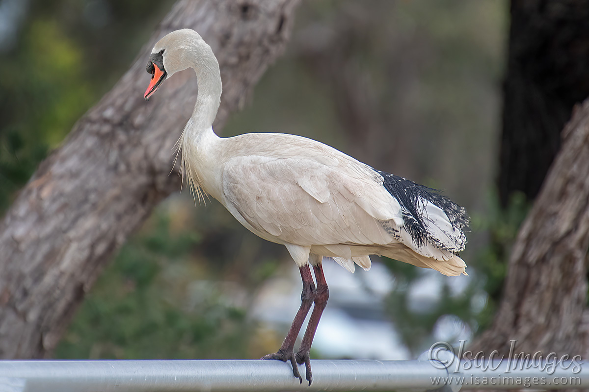 Click image for larger version

Name:	2615-Ibis_Swan.jpg
Views:	45
Size:	221.1 KB
ID:	504314