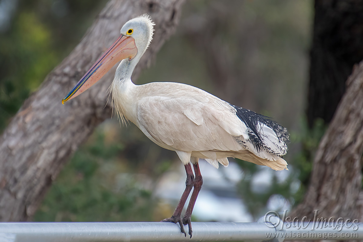 Click image for larger version

Name:	2615-Ibis_Pelican.jpg
Views:	43
Size:	230.0 KB
ID:	504315