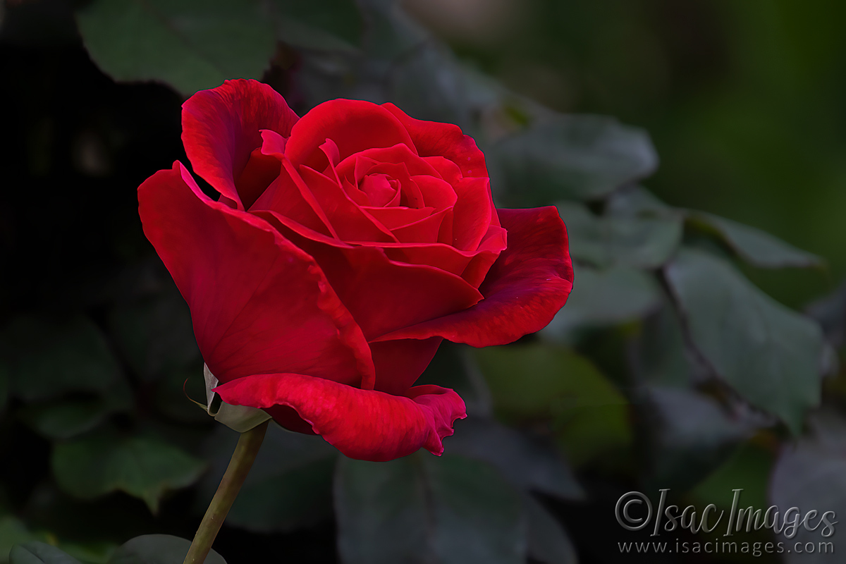 Click image for larger version

Name:	2648-Red_Rose.jpg
Views:	76
Size:	301.6 KB
ID:	504343