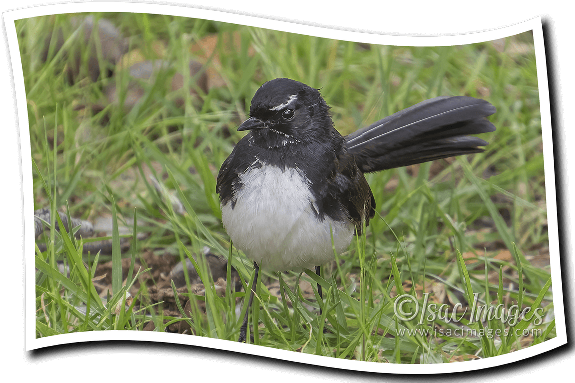 Click image for larger version

Name:	2661A-Willie_Wagtail.png
Views:	56
Size:	1.38 MB
ID:	504345