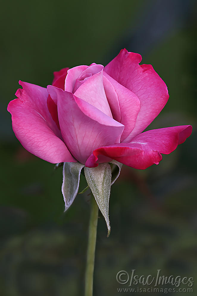 Click image for larger version

Name:	Dark-Pink-Rose-1200px.jpg
Views:	63
Size:	63.0 KB
ID:	504366