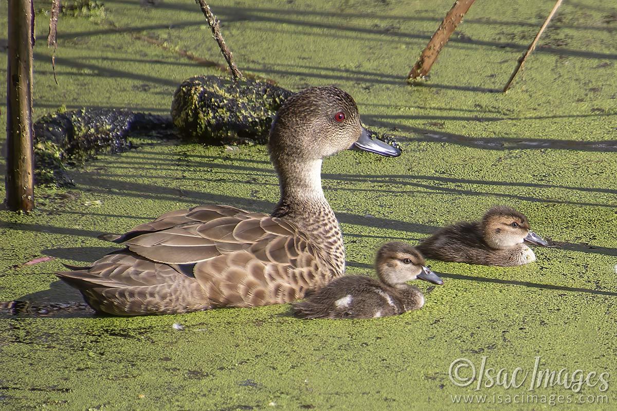 Click image for larger version

Name:	2681-Grey_Teal_Family.jpg
Views:	40
Size:	265.5 KB
ID:	504414