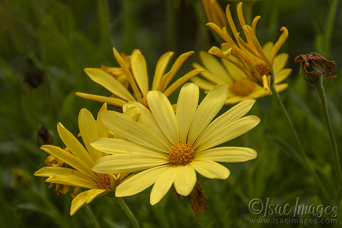 Click image for larger version

Name:	2691-Yellow_Daisies.jpg
Views:	43
Size:	270.6 KB
ID:	504441