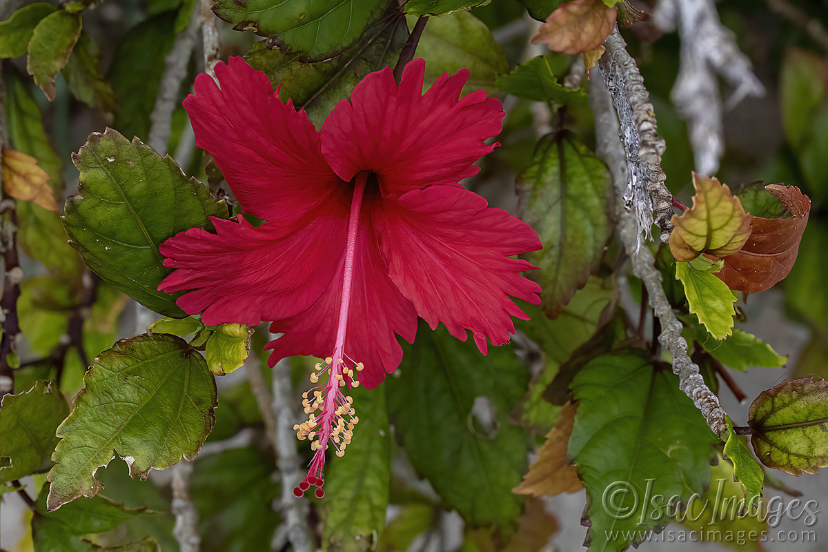 Click image for larger version

Name:	2734-Red_Hibiscus_60mm-Macro.jpg
Views:	39
Size:	289.8 KB
ID:	504442