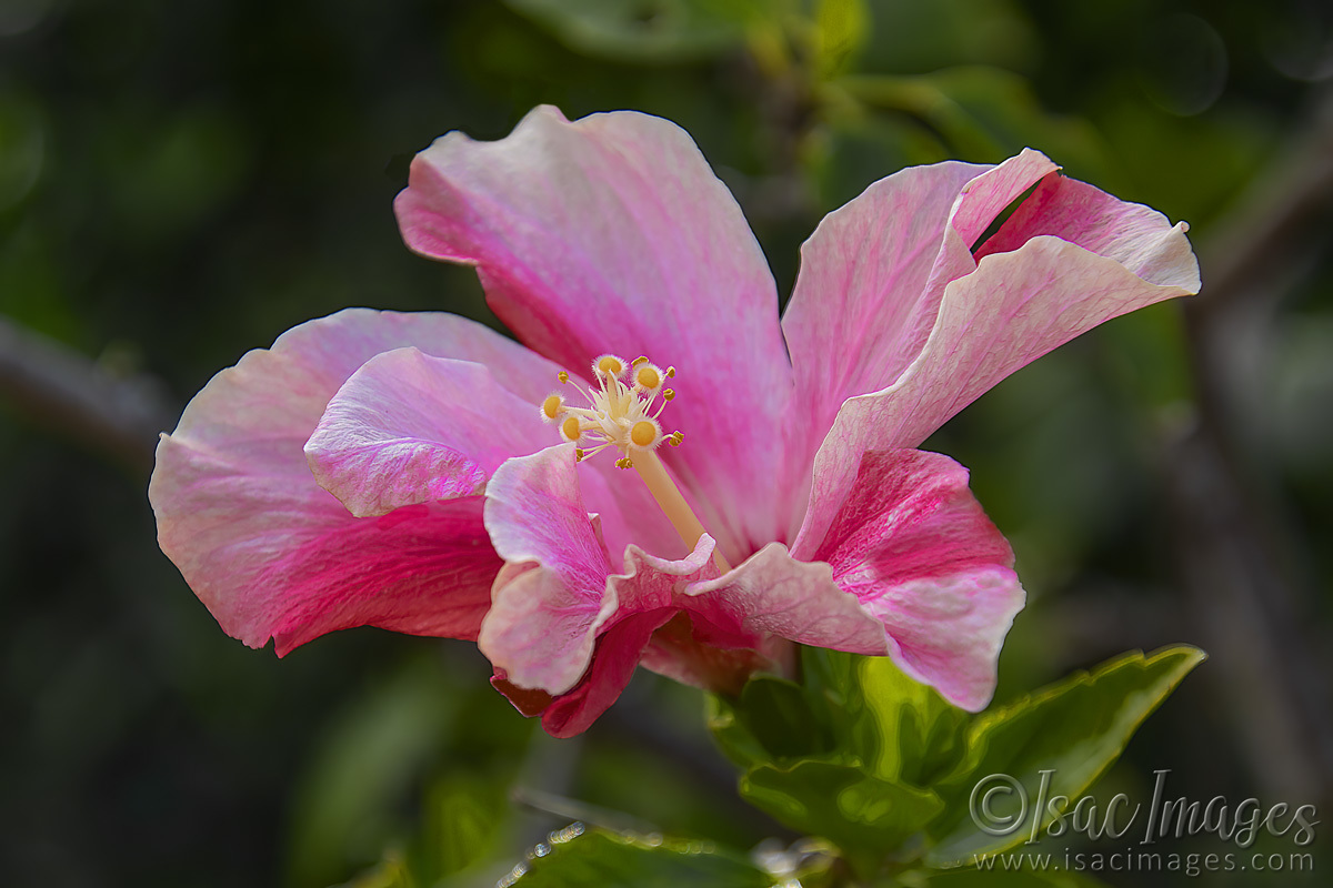 Click image for larger version

Name:	2689-Pink_Hibiscus.jpg
Views:	35
Size:	251.1 KB
ID:	504444