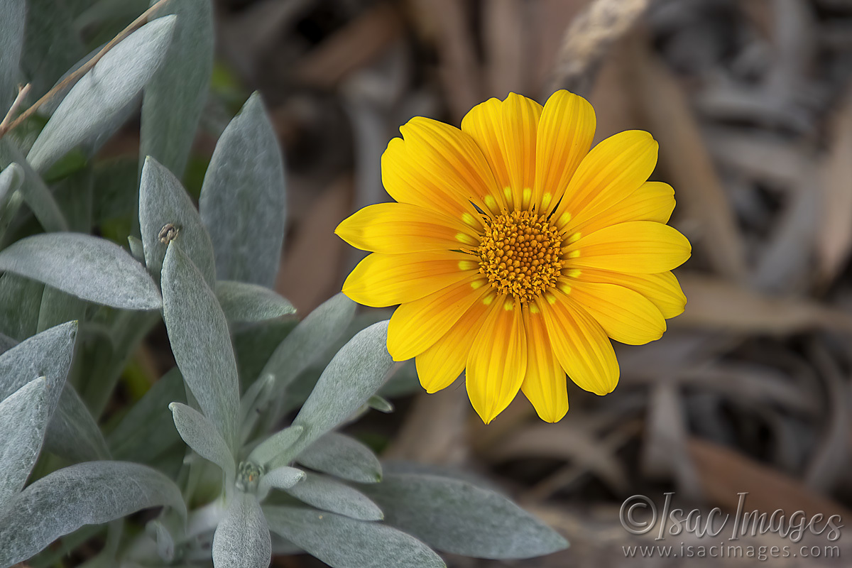 Click image for larger version

Name:	2688-Gazania-rigens_Treasure-Flower_Sun-Gold.jpg
Views:	35
Size:	279.7 KB
ID:	504445