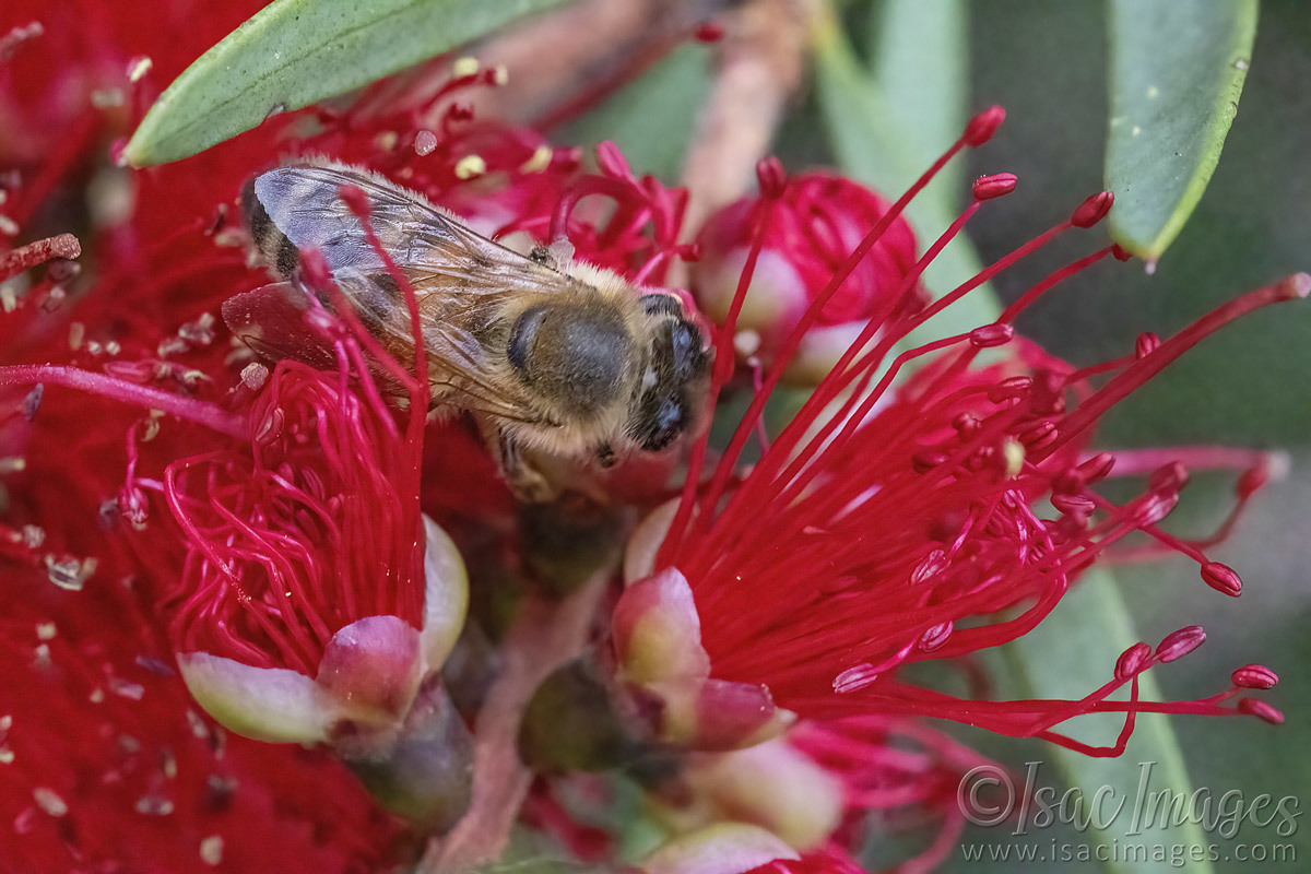 Click image for larger version

Name:	2741-Bee_in_Callistemon.jpg
Views:	70
Size:	252.3 KB
ID:	504447