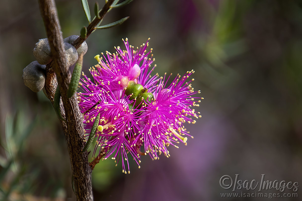 Click image for larger version

Name:	2695-Hot_Pink_Callistemon.jpg
Views:	68
Size:	266.8 KB
ID:	504448