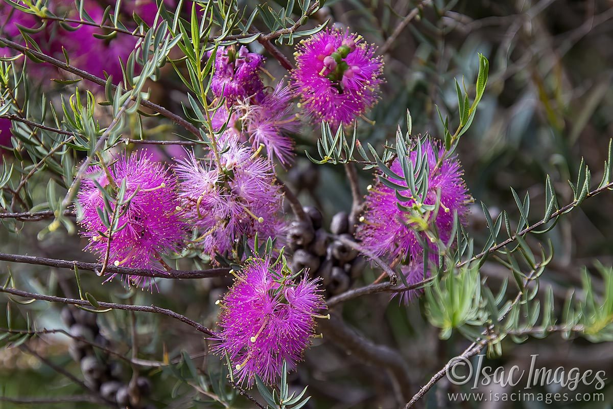 Click image for larger version

Name:	2696-Hot_Pink_Callistemon.jpg
Views:	64
Size:	242.7 KB
ID:	504449