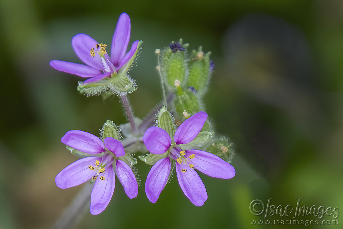 Click image for larger version

Name:	2694-Musk_Stork's_bill.jpg
Views:	67
Size:	277.9 KB
ID:	504450