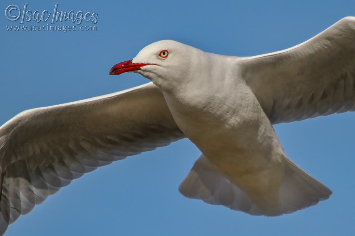 Click image for larger version

Name:	3079-Gull.jpg
Views:	57
Size:	248.6 KB
ID:	504463