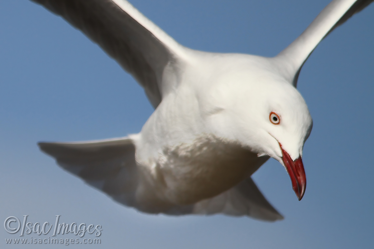 Click image for larger version

Name:	3046-Gull.jpg
Views:	57
Size:	311.7 KB
ID:	504464