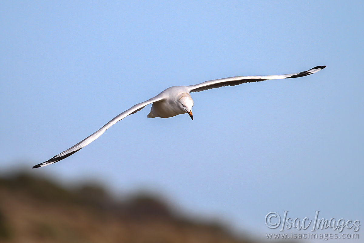 Click image for larger version

Name:	2939-Gull.jpg
Views:	44
Size:	265.8 KB
ID:	504465