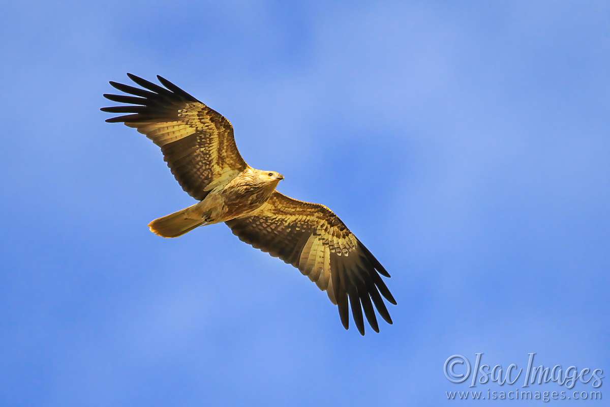 Click image for larger version

Name:	2761-Whistling_Kite.jpg
Views:	51
Size:	295.0 KB
ID:	504467