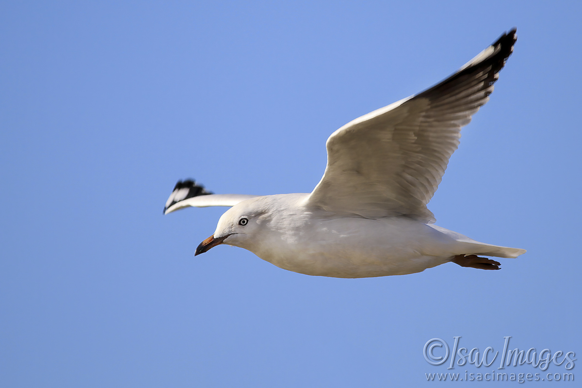 Click image for larger version

Name:	2996-Gull.jpg
Views:	44
Size:	272.4 KB
ID:	504469