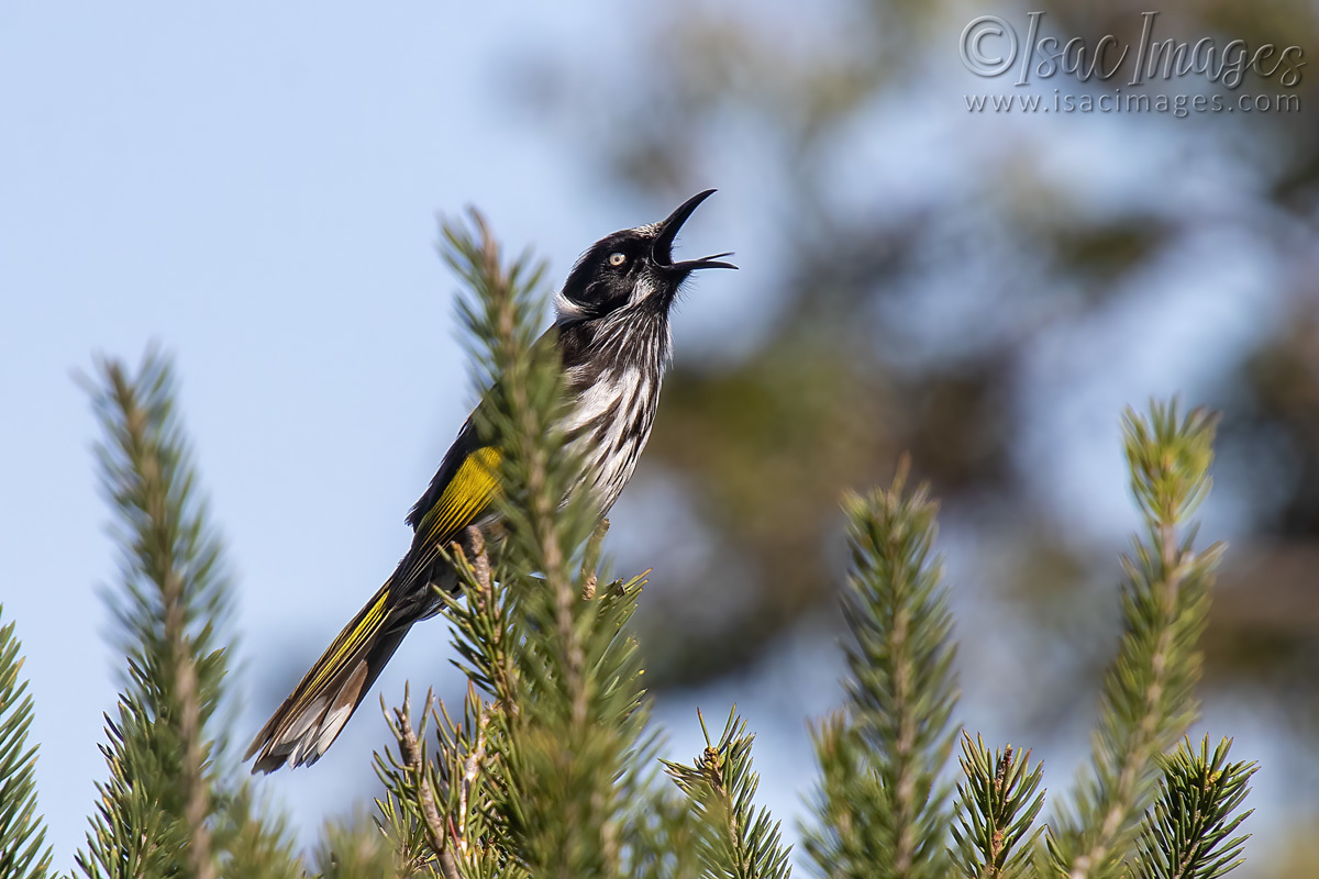 Click image for larger version

Name:	2770-New_Holland_Honeyeater.jpg
Views:	43
Size:	273.4 KB
ID:	504471