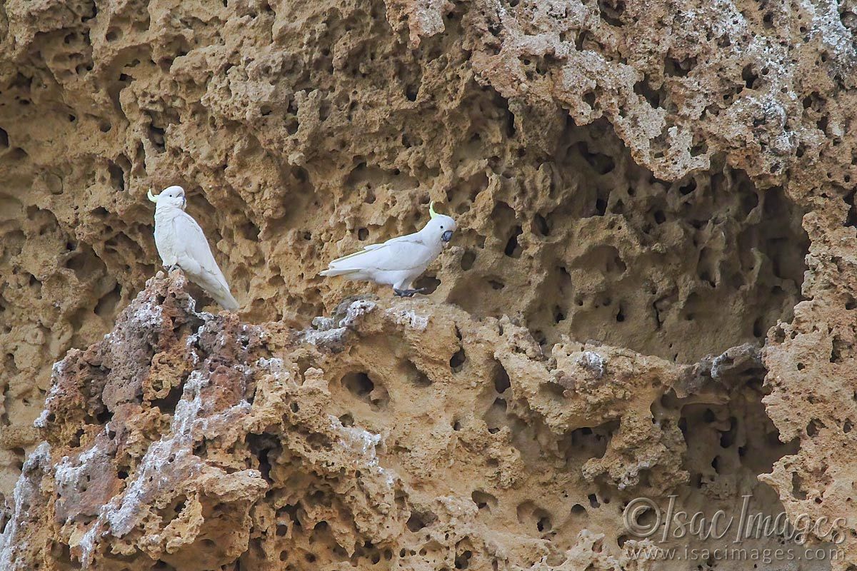 Click image for larger version

Name:	4385-Sulpher_Crested_Cockatoos.jpg
Views:	54
Size:	276.5 KB
ID:	504473