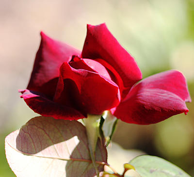 Click image for larger version

Name:	rose bud 1.jpg
Views:	57
Size:	495.3 KB
ID:	450585