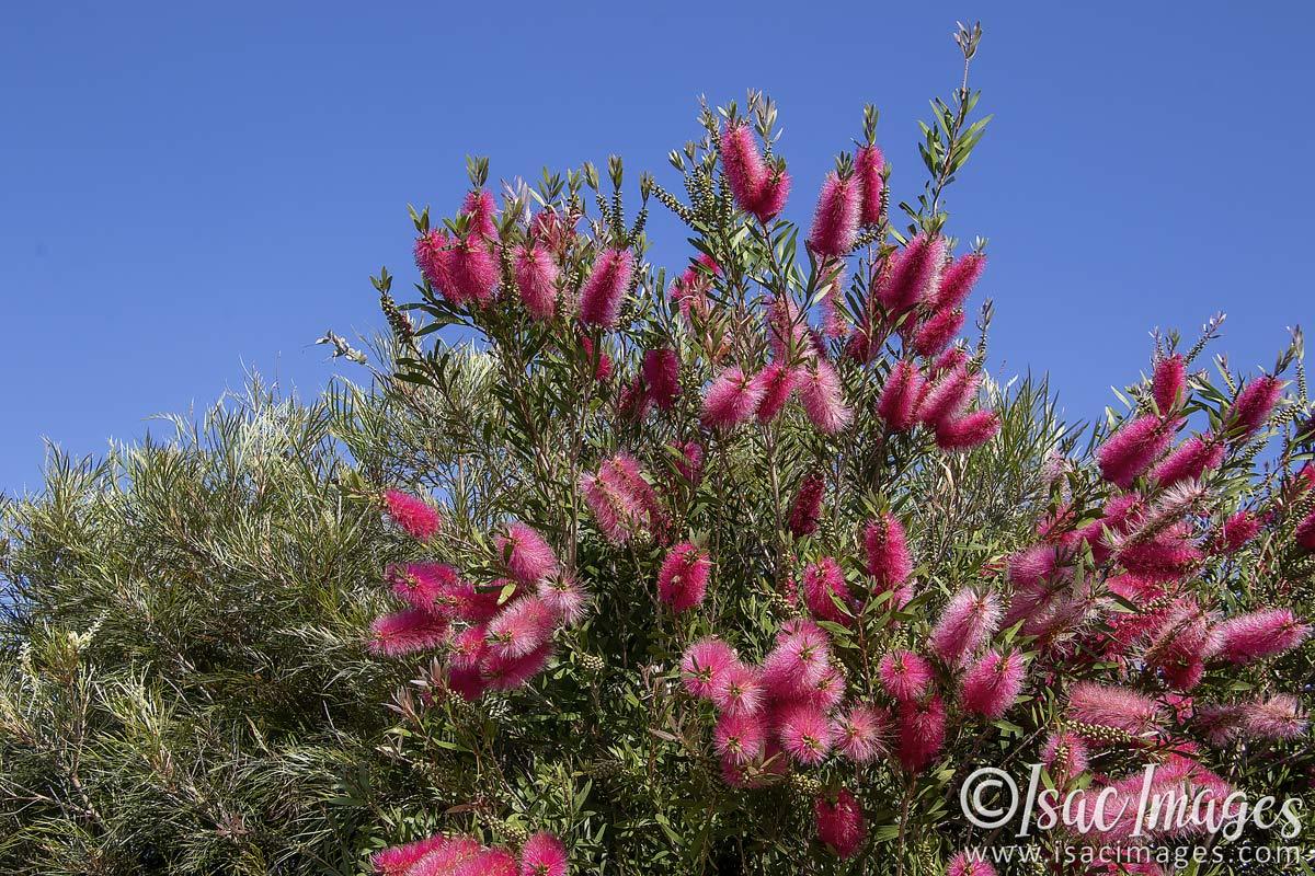 Click image for larger version

Name:	2820-Callistemon_Bush.jpg
Views:	23
Size:	267.3 KB
ID:	504616