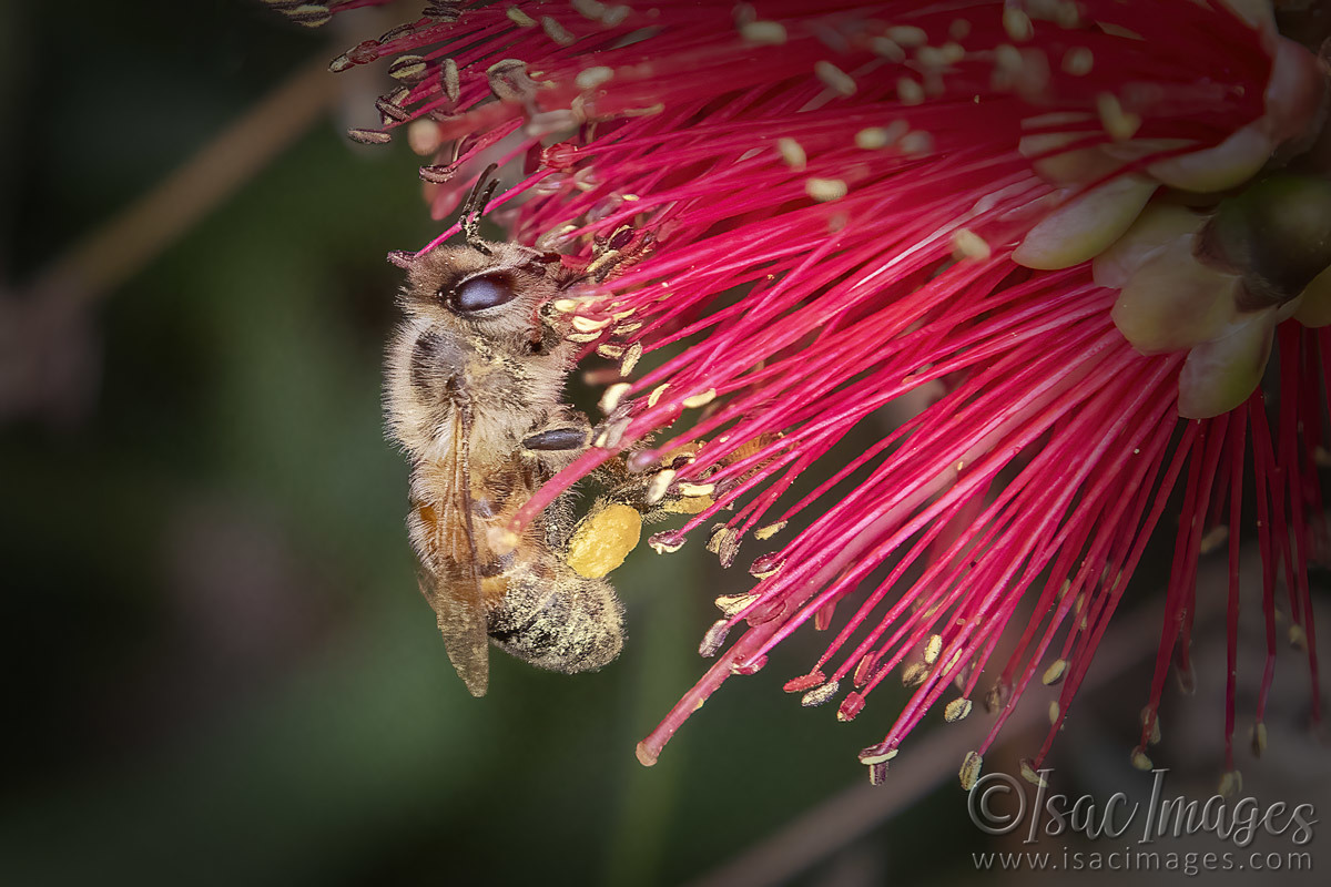 Click image for larger version

Name:	2877-Bee_Callistemon.jpg
Views:	56
Size:	263.9 KB
ID:	504620