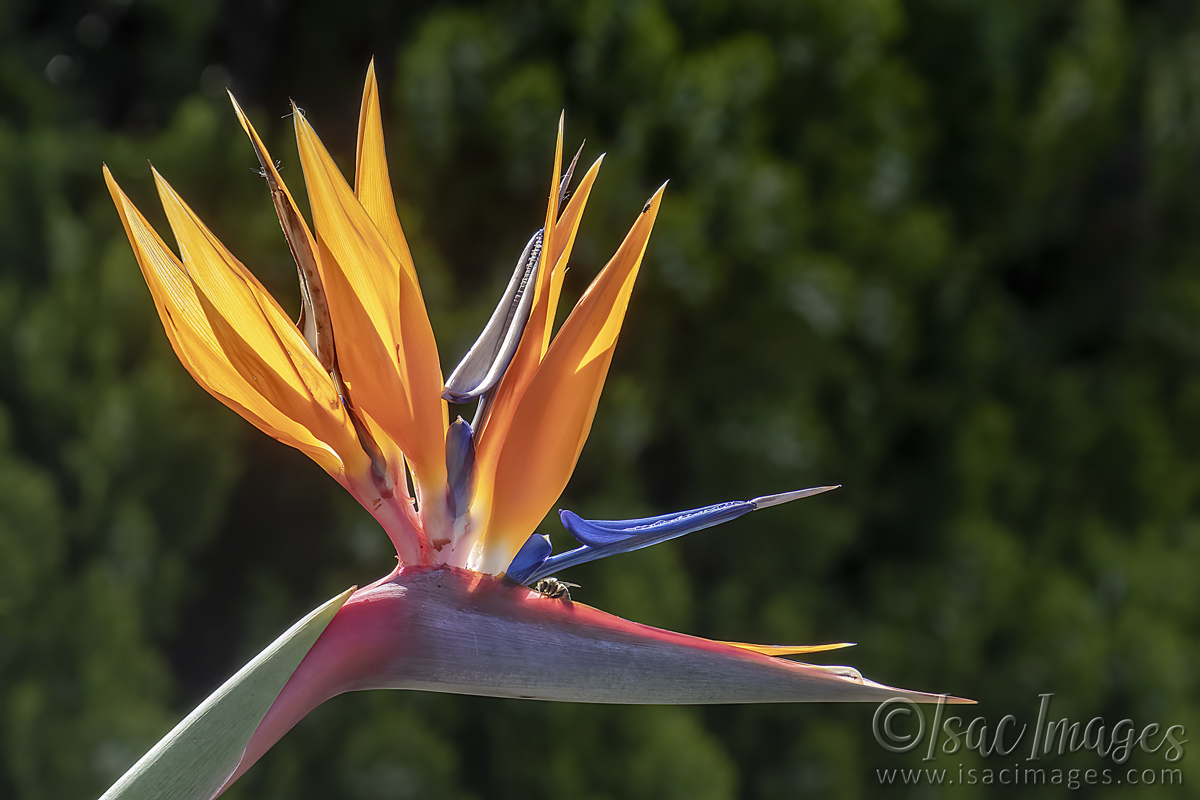 Click image for larger version

Name:	2843-Bird_Of_Paradise.jpg
Views:	55
Size:	285.9 KB
ID:	504621