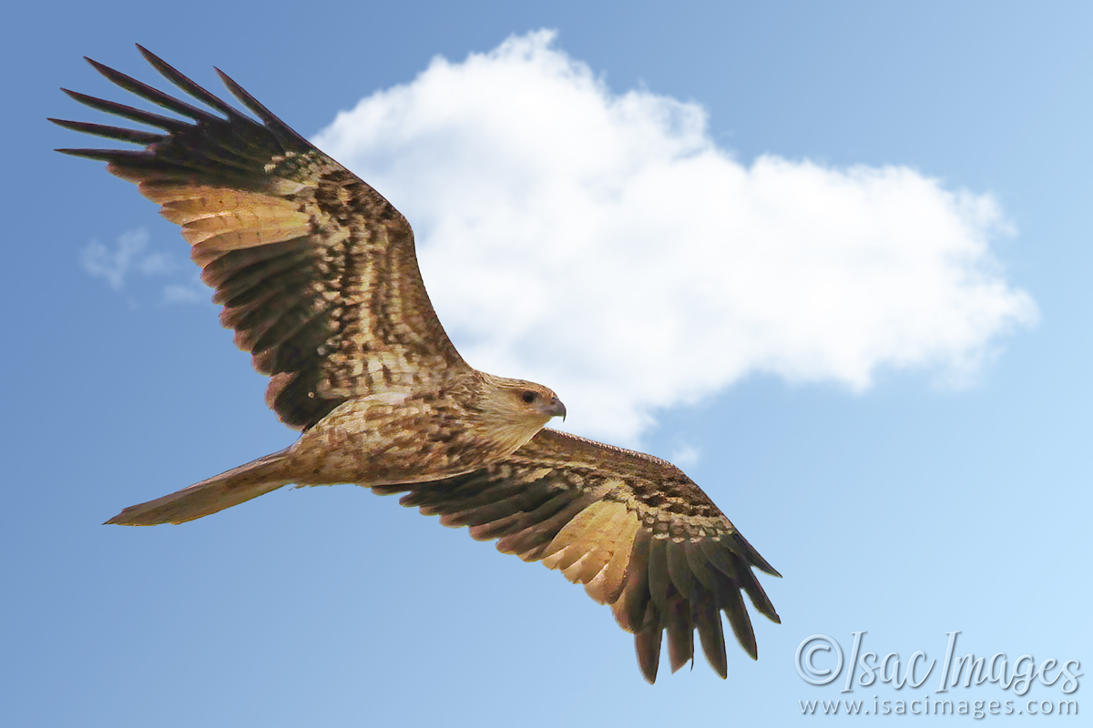 Click image for larger version

Name:	4881-Whistling_Kite.jpg
Views:	41
Size:	268.7 KB
ID:	504627