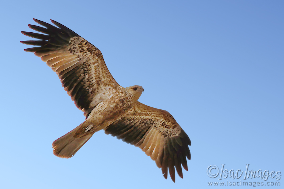 Click image for larger version

Name:	4859-Whistling_Kite.jpg
Views:	41
Size:	283.5 KB
ID:	504628